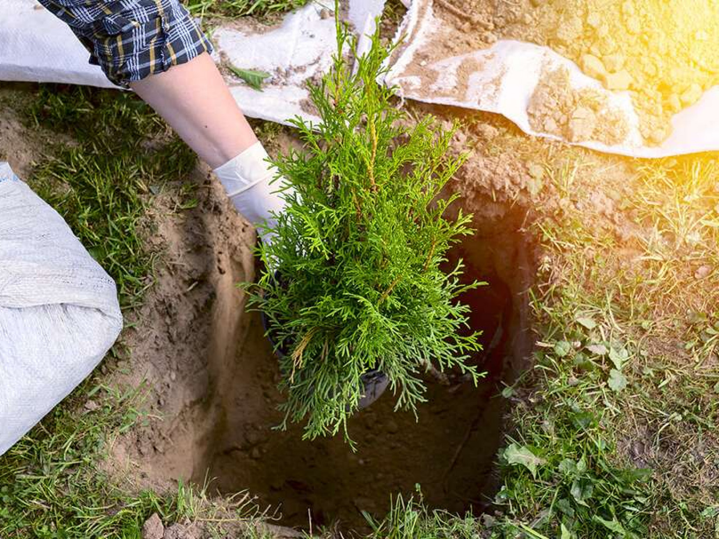 Emergency Tree Removal Tree Trimming Elevated Tree Service Hastings, MN